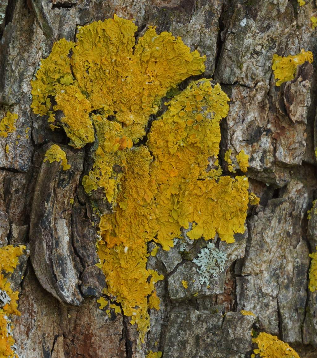 Xanthoria parietina